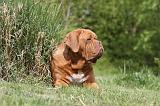 DOGUE DE BORDEAUX 097